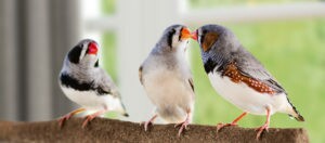 Trois diamants mandarins perchés sur une branche, deux oiseaux se touchant le bec, plumage clair et foncé.