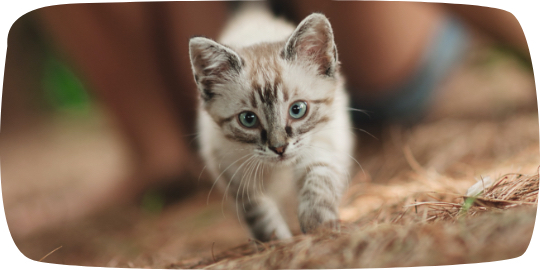 Katze Magazinbereich