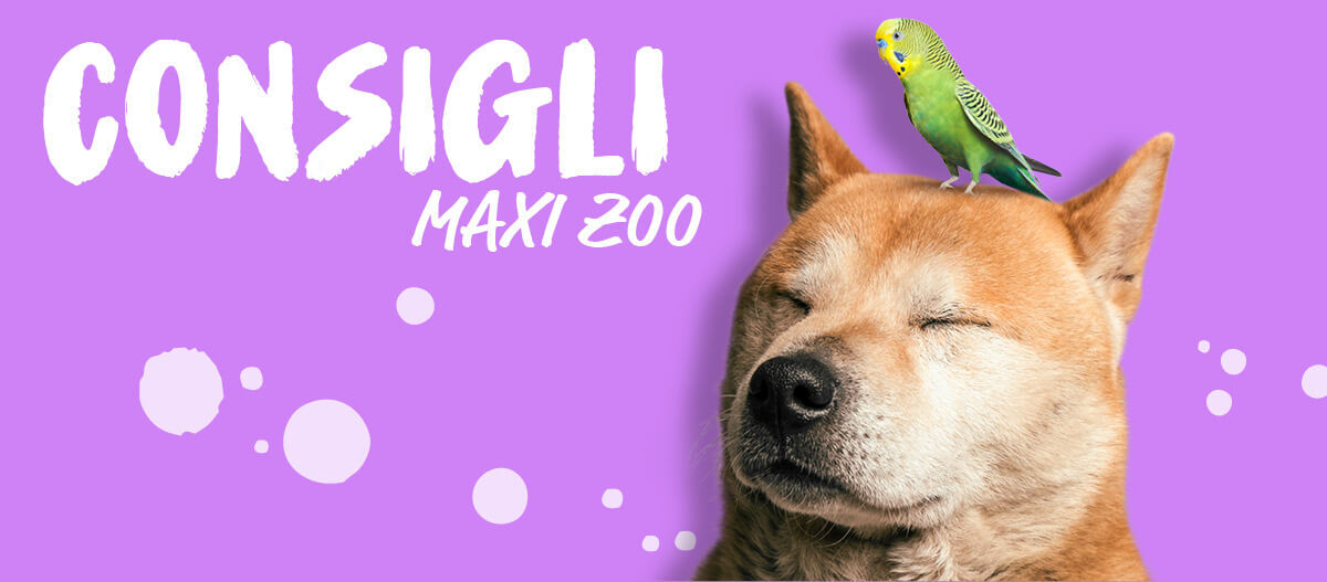 Consigli, il magazine di Maxi Zoo