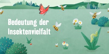 Illustration einer grünen Landschaft mit Bienen, Schmetterlingen, Marienkäfern und Raupen zur Bedeutung der Insektenvielfalt