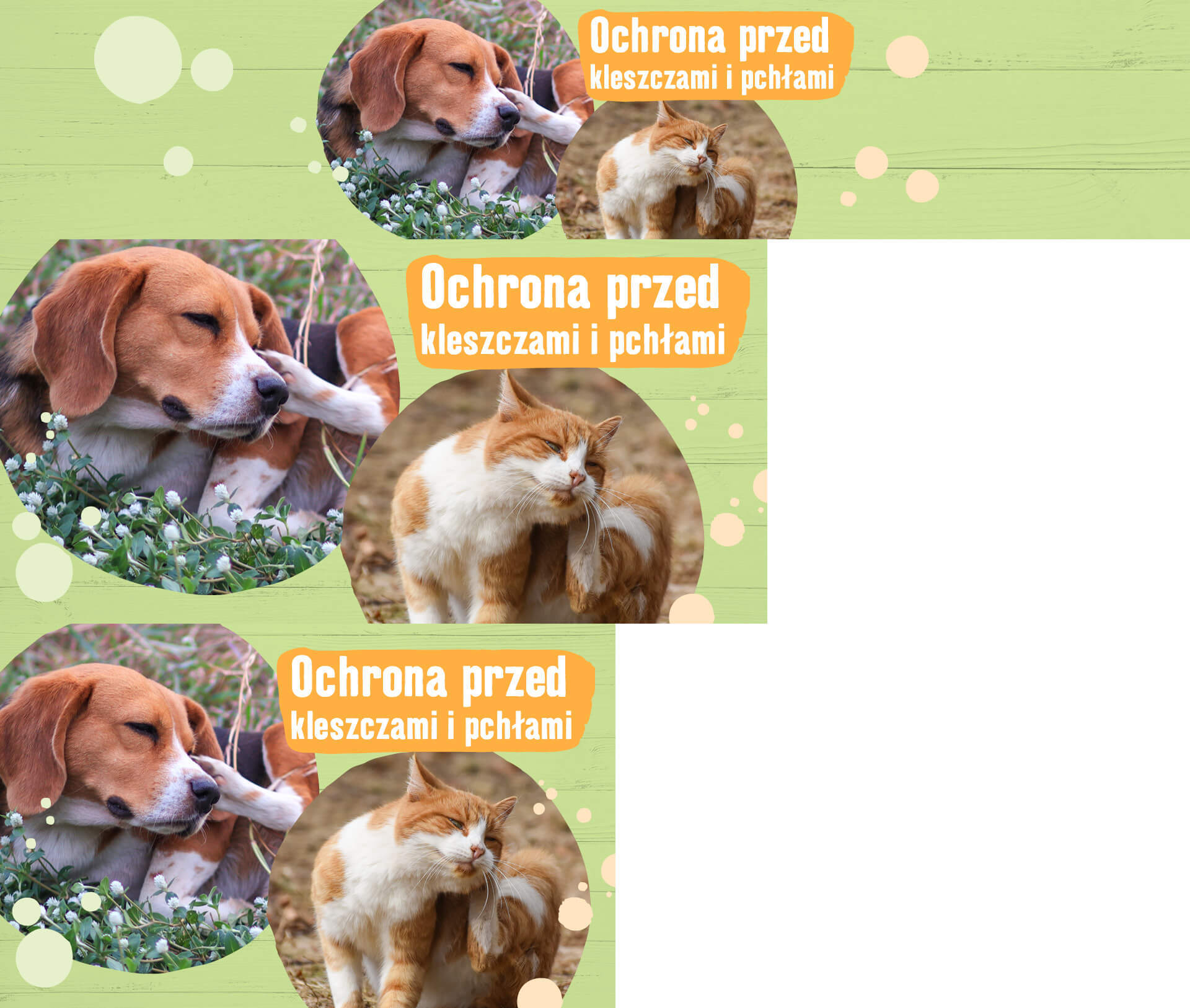 Pies i kot z ochroną przed kleszczami i pchłami, pies leży w trawie, kot się drapie