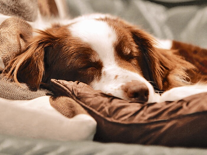 Hundekrankheiten: Infos zu Symptomen und |