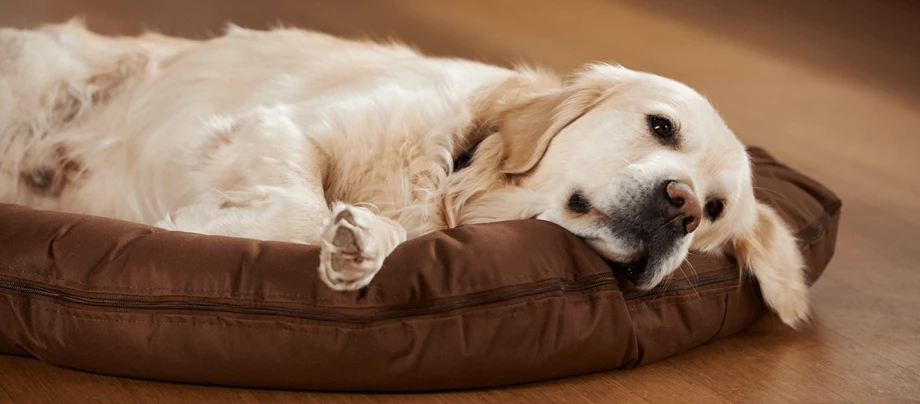 Ein Hund liegt auf einem braunen Hundebett