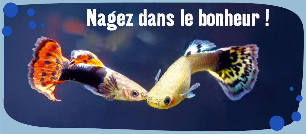 banniere-eshop aqua stores Nagez dans le bonheur !