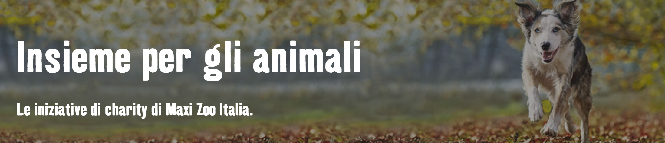 Insieme per gli animali Maxi Zoo