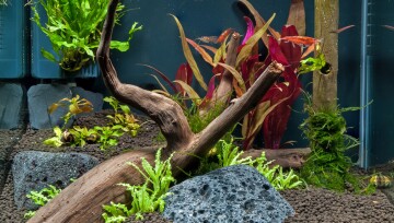 Frischwasser-Aquarium mit lebenden roten Garnelen, verschiedenen Wasserpflanzen, Lavasteinen und dekorativem Treibholz.