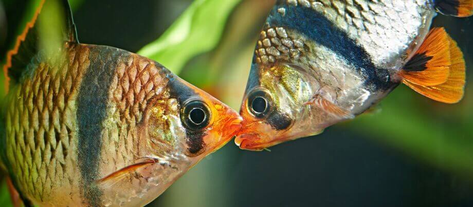 smaller_Ratgeber_Aqua_Sumatrabarbe_2_1200x527 Nahaufnahme von zwei farbenfrohen Fischen, die sich im Aquarium fast berühren, mit lebhaften orange-schwarzen und goldenen Schuppen.