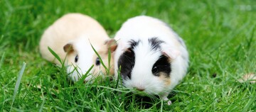 Two guinea pigs, one cream-colored and one white with black and brown patches, sitting on green grass and eating.
