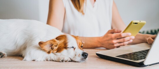 Kleiner weiß-brauner Hund schläft neben Laptop und Person mit gelbem Smartphone am Schreibtisch