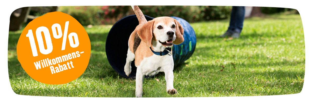 Beagle-Hund läuft aus blauem Agility-Tunnel auf grünem Gras mit 10% Willkommens-Rabatt-Angebot