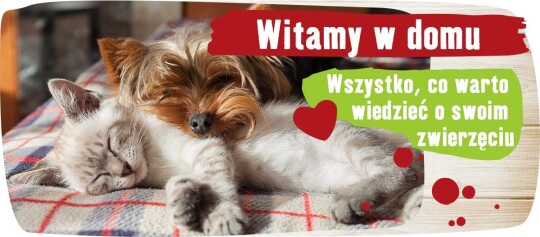Mały pies i kot leżą razem na kratkowanym kocu – Witamy w domu, wszystko, co warto wiedzieć o swoim zwierzęciu.