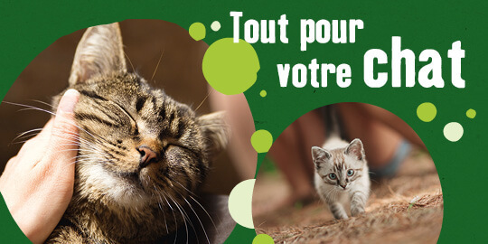 Tout pour votre chat