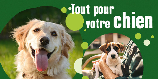 Tout pour votre chien