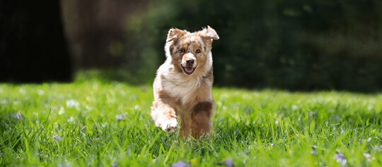 Ein Hund rennt über eine Wiese.