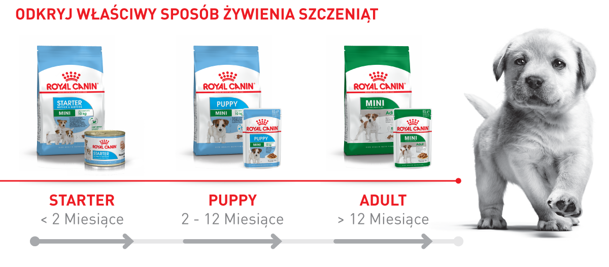 Royal Canin etapy żywienia szczeniąt: Starter poniżej 2 miesięcy, Puppy 2-12 miesięcy, Adult powyżej 12 miesięcy z obrazem szczeniaka