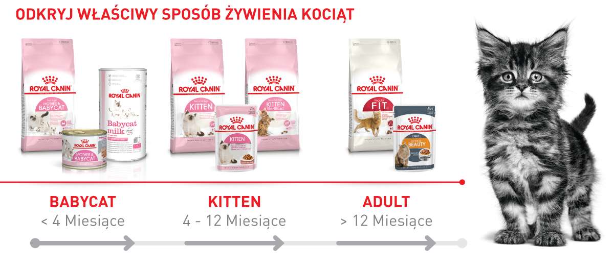 RC_Brand_Shop_FRESSNAPF-6 Royal Canin karma dla kociąt i dorosłych kotów według wieku z obrazem słodkiego kociaka