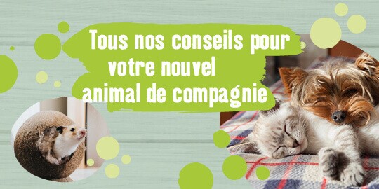 Animalerie En Ligne Produits Pour Animaux Maxi Zoo