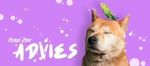 Kalm hondje met gesloten ogen en een groene en gele grasparkiet op zijn hoofd voor een paarse achtergrond, Maxi Zoo advies.