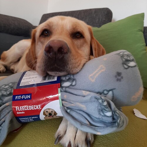 Royal Canin Hundegrößen- und Wachstumsphasen-Grafik mit den Kategorien X-Small, Mini, Medium, Maxi, Giant und Rasse, unterstützt von Fressnapf.