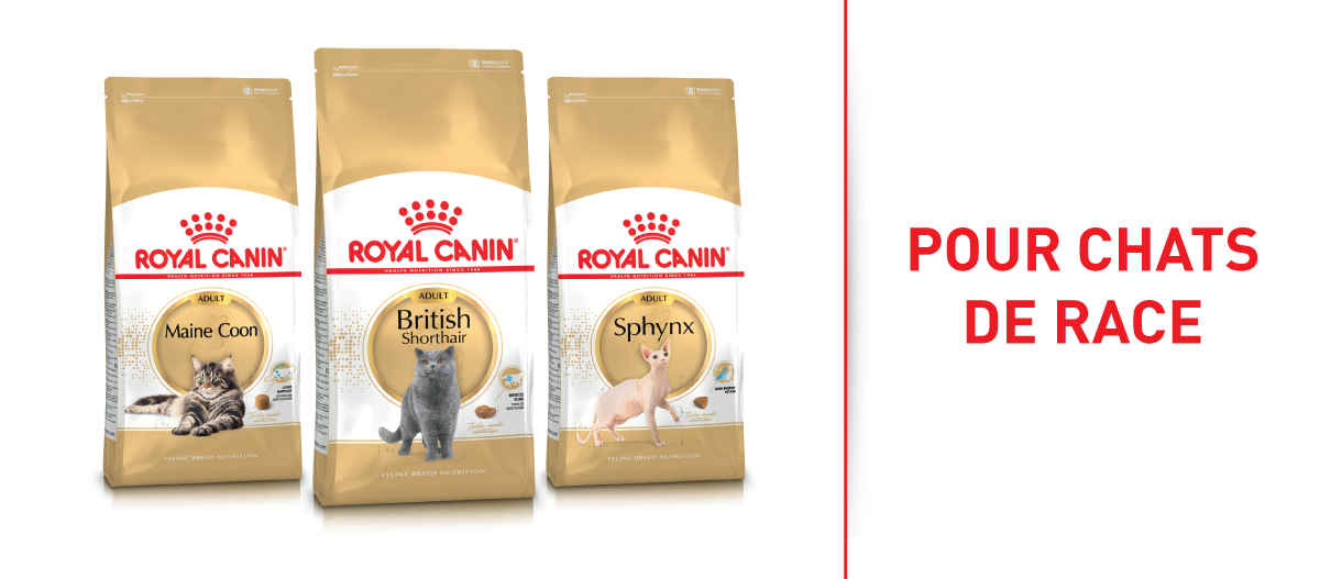 Nourriture Royal Canin pour chats de race Maine Coon, British Shorthair et Sphynx en emballages blancs et dorés