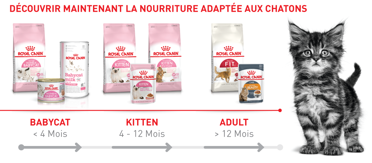 Nourriture Royal Canin adaptée aux chatons, jeunes chats et chats adultes selon l'âge avec photo de chaton mignon