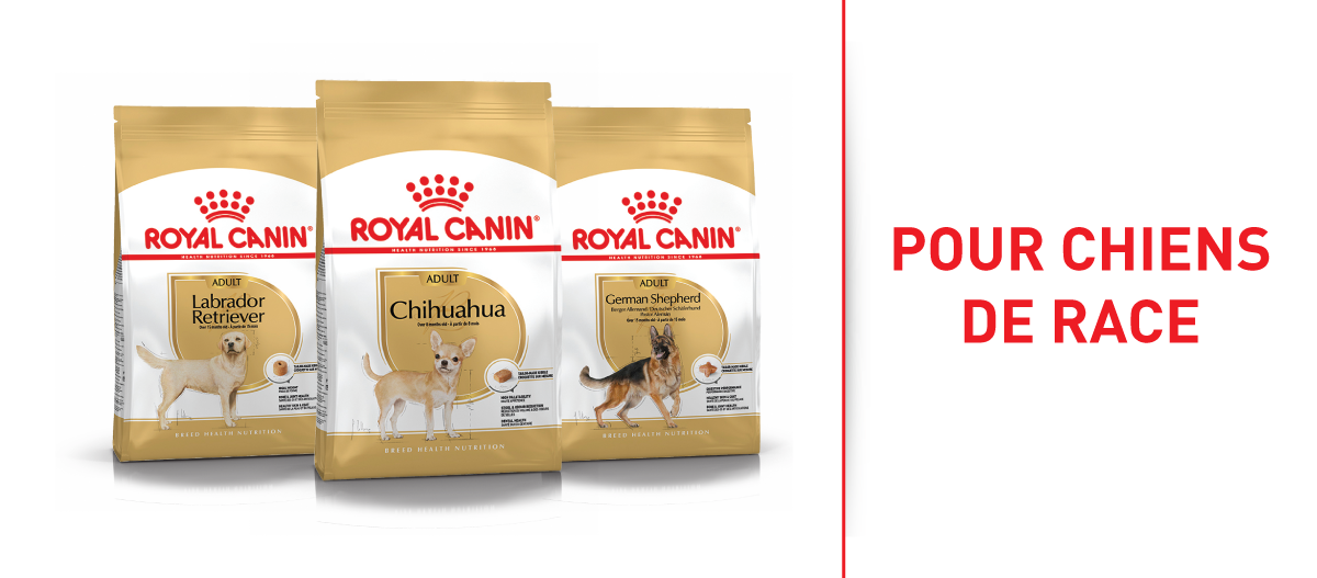 Nourriture pour chiens Royal Canin pour races Labrador Retriever, Chihuahua et Berger Allemand en emballage or et blanc.