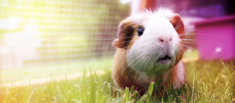 alter_meerschweinchen_1200x527 Eine Nahaufnahme eines Meerschweinchens