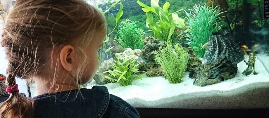 Ein Kind steht vor einem Aquarium