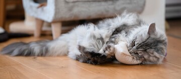 Flauschige graue und weiße Katze spielt mit einem kleinen beigen Plüschtier auf einem Holzboden in einem gemütlichen Wohnzimmer.