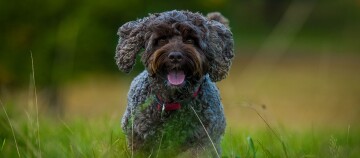 Glücklicher lockiger Hund mit rotem Halsband steht auf grünem Gras im Freien