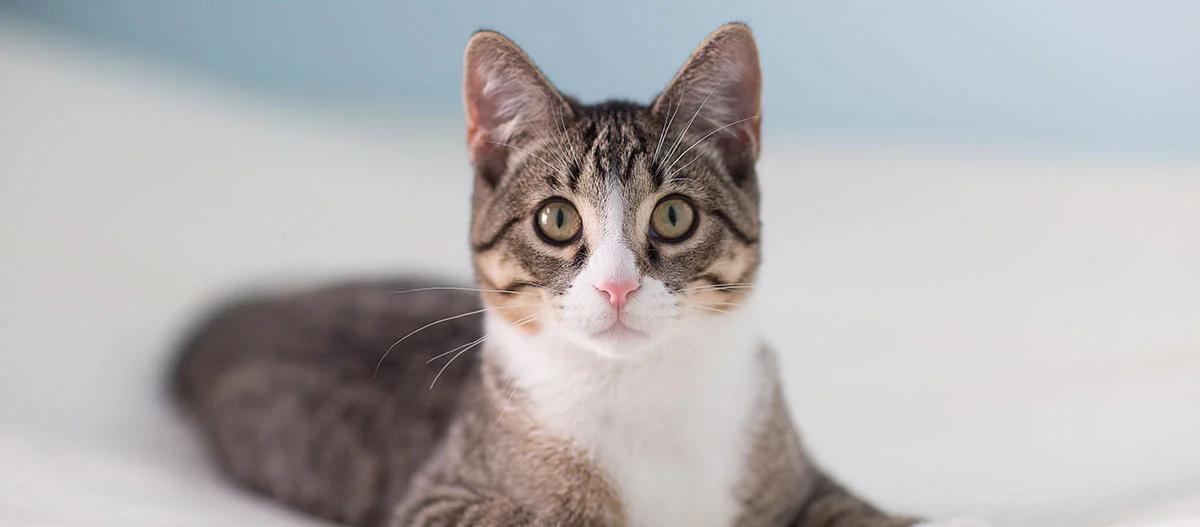 Close-up of a tabby domestic cat with white markings and a pink nose, attentively looking at the camera