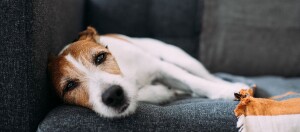 Kleiner Jack Russell Terrier liegt entspannt auf einem dunkelgrauen Sofa neben einer orange-weißen Decke.