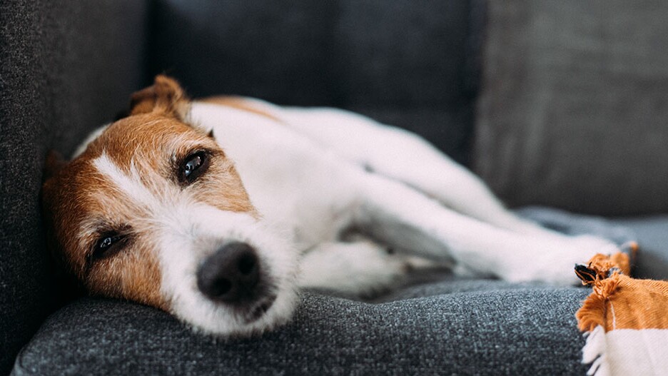 Sjældent Vægt Gør gulvet rent Erbrechen beim Hund: Infos & Tipps | FRESSNAPF