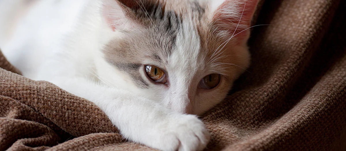 Nahaufnahme einer weißen Katze mit grauen Flecken, die entspannt auf einer braunen Decke liegt
