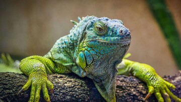 Nahaufnahme eines grünen Leguans mit detaillierten Schuppen, der auf einem Baumstamm ruht