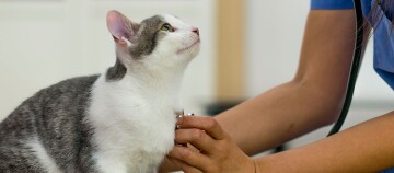 Tierarzt untersucht weiße und graue Katze mit Stethoskop bei tierärztlicher Untersuchung
