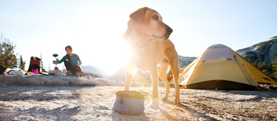 Hund beim Camping vor einem Zelt in den Bergen mit einer Person, die einen Campingkocher benutzt