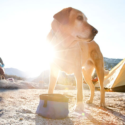Indbildsk Depression Forstærke Camping mit Hund: Campingplätze & Tipps | FRESSNAPF
