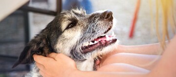 Glücklicher Hund mit grauem Fell wird liebevoll von einer Person gestreichelt und gehalten