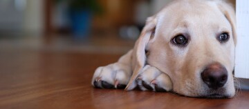 Nahaufnahme eines ruhenden hellen Labrador Retrievers, der auf einem Holzboden liegt und nachdenklich schaut