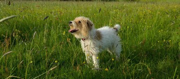 Mały biało-brązowy pies z kręconą sierścią stoi szczęśliwy na zielonej łące z żółtymi dzikimi kwiatami w słoneczny dzień