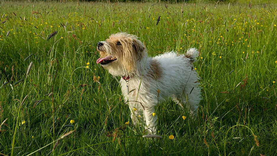 Mein Hund frisst Gras: Was tun?: Infos & Tipps |