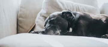 Ein Hund schläft auf dem Sofa