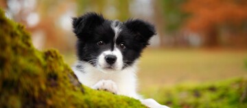 Niedlicher Border Collie Welpe mit schwarzem und weißem Fell, der seine Vorderpfoten auf einem moosbedeckten Baumstamm im herbstlichen Wald ausruht.