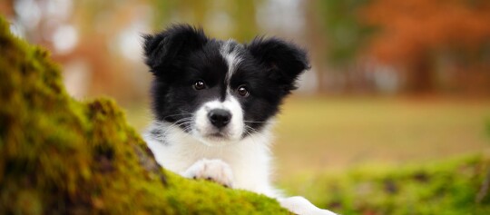 Niedlicher Border Collie Welpe mit schwarzem und weißem Fell, der seine Vorderpfoten auf einem moosbedeckten Baumstamm im herbstlichen Wald ausruht.