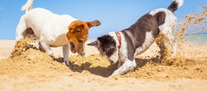Zwei Hund buddeln ein Loch im Sand