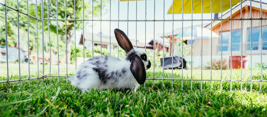 Ein Kaninchen im Außengehege