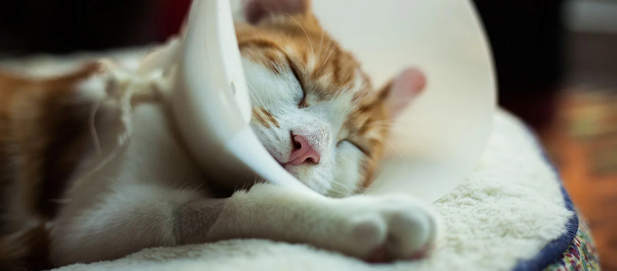 Schlafende orange-weiße Katze mit Schutzkragen auf weichem weißen Bett