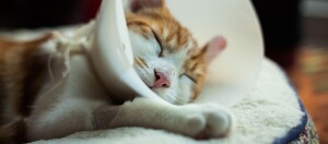 Schlafende orange-weiße Katze mit Schutzkragen auf weichem weißen Bett