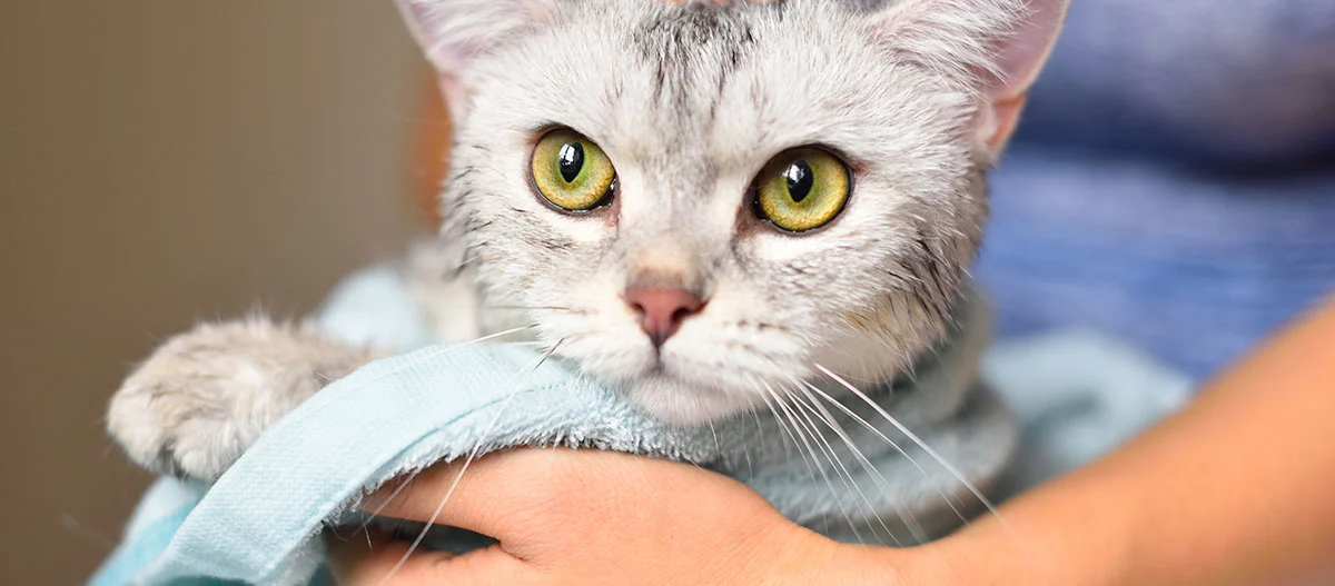 Nahaufnahme einer grauen Tabby-Katze mit gelb-grünen Augen, die in ein hellblaues Handtuch gewickelt und behutsam gehalten wird